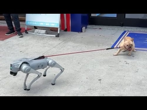 What is wrong with these dogs 🐶?