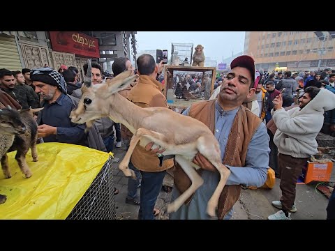 سوق الغزل يوم الجمعة انواع الحيوانات والطيور 12 ديسمبر 2025|الاجواء الشتوية في سوق الغزل امطار غزيرة