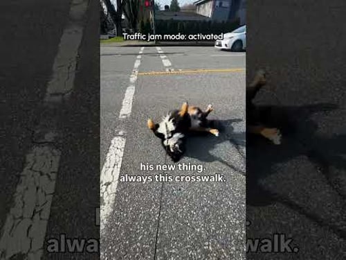 This dog is a PRO rage baiter 😂 He gets the cars & his mom at once 😤💥