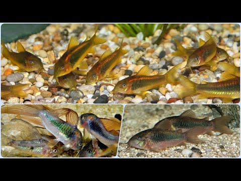 Сомик Коридорас Золотистый. Очередной санитар аквариума? Содержание и разведение сома Коридораса