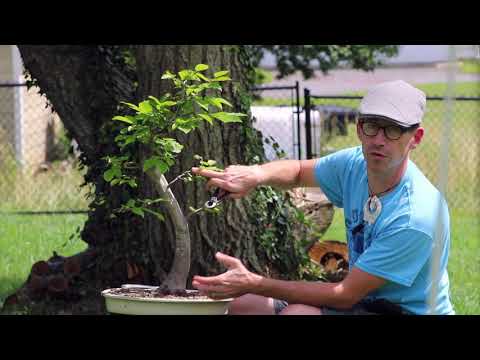 Summer Sessions: American Hornbeam 2019