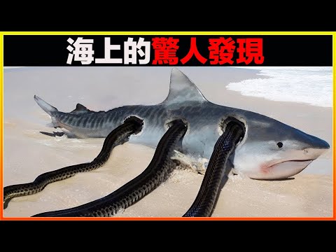 海上最驚人的15個發現,第一名當場嚇尿很多人,若非親眼所見絕對不敢相信|發現|排名|世界之最|地球之最|獵奇|睡前故事