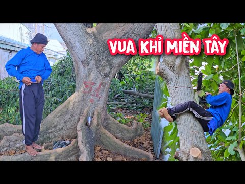 The Monkey King saws down the giant Banyan tree with his disciples (1/2).