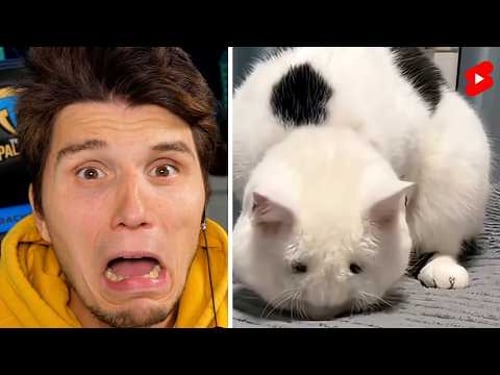 Paluten guckt Shorts 7.0