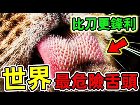 全世界最危險的10種動物舌頭!被舔一舔可能失去四肢,寵物愛好者千萬小心!|#世界之最top #世界之最 #出類拔萃 #腦洞大開 #top10 #動物舌頭 #最危險舌頭