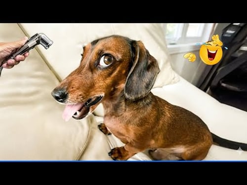 Super Funny Animal Videos ๐น๐ถ The Funniest Dog Moments Compilation ๐พ