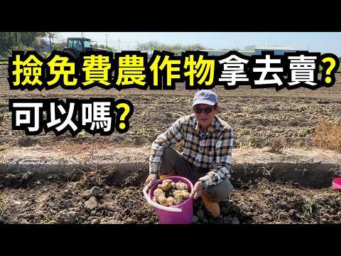 免費農作物可以隨便撿嗎?怎麼撿才不會討人厭?要遵守哪些規定?撿完免費農作物再拿去賣可以嗎?實地撿馬鈴薯心得分享| 阿星種植