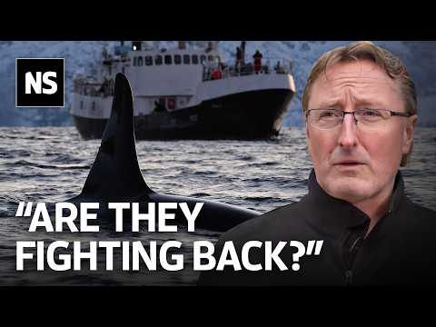 Scientists Explain the Mysterious Orca Boat Attacks