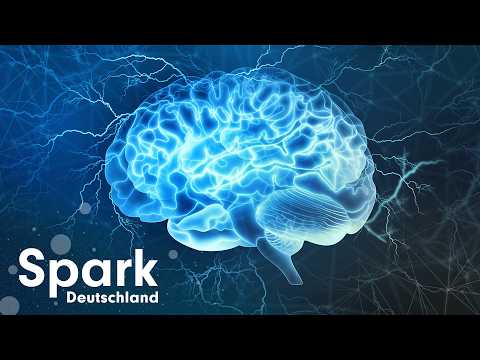 Gehirn-Evolution: Was Forscher gerade entdecken