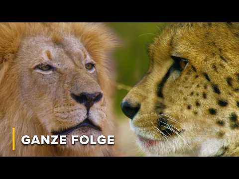 Löwenjunge treffen ihren Vater zum ersten Mal | Ikonen der Wildnis 101