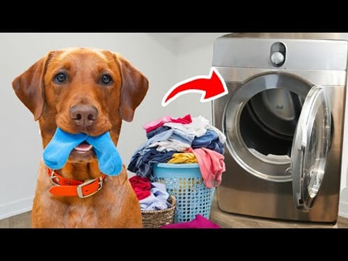 I Actually Trained my Dog to Clean my Room