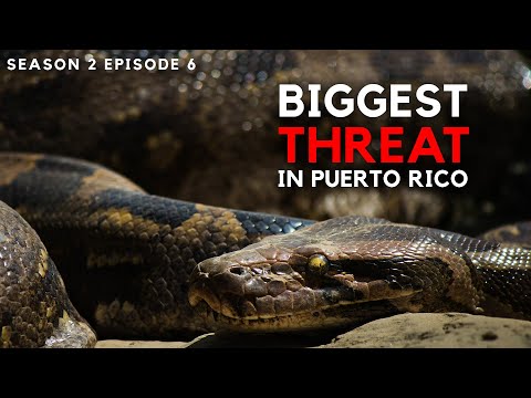 Taming the Invasive Reptile Menace in Puerto Rico | FULL EPISODE