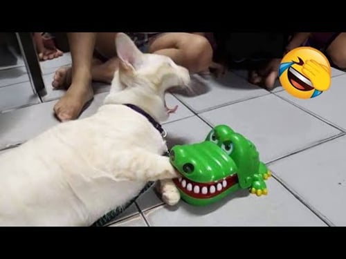 Funny Cats and Dogs Videos That Will Make You Laugh
