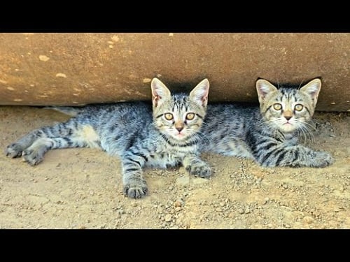 Dramatic Rescue: Four kittens abandoned at construction site, Starving And Scared, I Adopted them