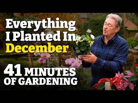 Episode 9: December - Winter Planting, Festive Containers & Christmas Magic!