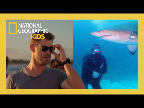 Shark Beach with Chris Hemsworth Full Episode 🦈 | @natgeokids
