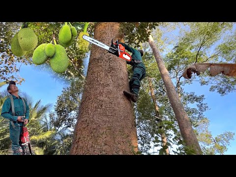 Saw down the jackfruit tree with many ripe fruits. Also saw down the super tall oil palm tree.