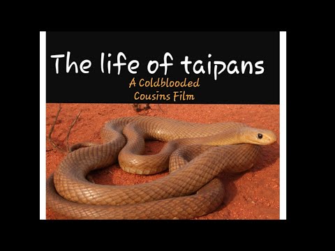 The life of taipans - The worlds most venomous snakes!