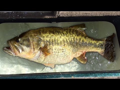 This STUDY Changes EVERYTHING We Know About BASS FISHING