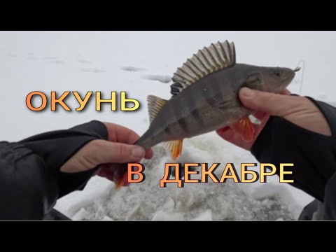 РЫБАЛКА НА ОКУНЯ В ДЕКАБРЕ , НАРВАЛСЯ НА КЛЕВ !