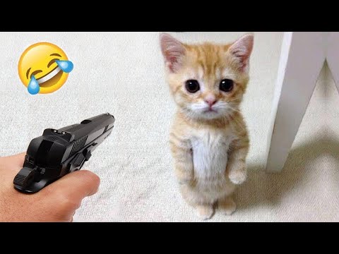 Try Not To Laugh At These Cat Moments!