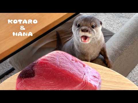 カワウソに巨大マグロをあげたら喜び爆発した! Otters Super Excited for Giant Tuna!