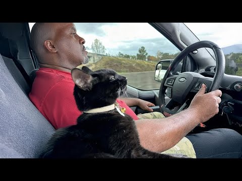 When Cats Learn From Their Humans a Little Too Well 😹