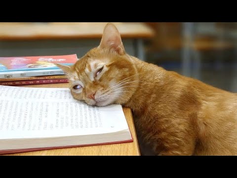 Orange Cat are the Queens of All Drama! 😂 Funny Cats Video 2026