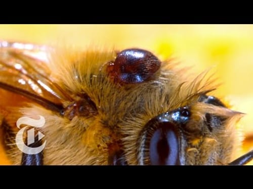 Colony Collapse: The Mystery of the Missing Bees | Retro Report | The New York Times