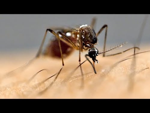 Why Mosquitoes Bite Some People More Than Others