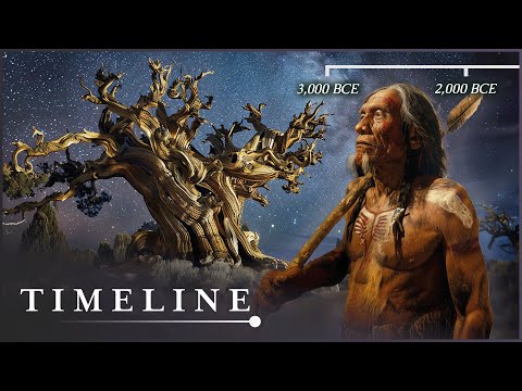 The Oldest Living Thing In The World: The Mysterious Methuselah Tree | Oldest Tree | Timeline