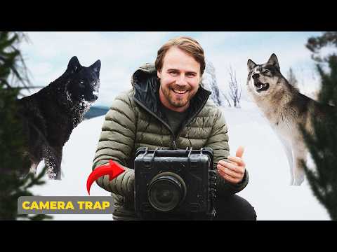 I Left 10 Cameras on a Wolf Kill. Here's What They Captured.