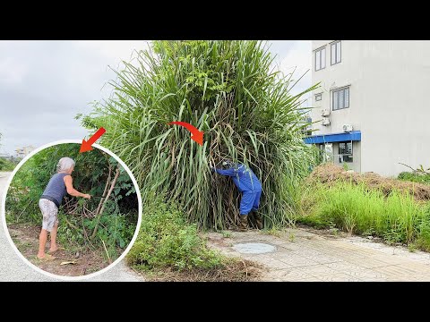 Retired Teacher Joins Us to Clear Abandoned Sidewalks with Giant Grasses – Guess Her Age!
