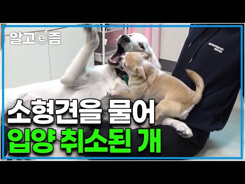 심각한 문제견인 줄 알았더니... 엄청난 습득력과 넘치는 애교에 설채현이 탐낸 천재견│세상에 나쁜 개는 없다│알고e즘