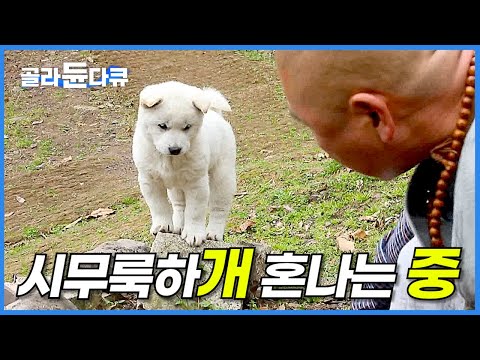 하루 종일 스님 졸졸 쫓아다니며 사고 치는 귀여운 시골 강아지 삼총사│여기는 동물법당│시무룩하개 혼나는 중│한국기행│#골라듄다큐