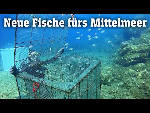 Neue Fische fürs Mittelmeer: Aufzucht als letzte Rettung (SPIEGEL TV für ARTE Re:)