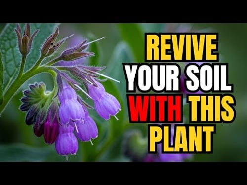 This One Plant Replaces Fertilizer, Mulch, and Compost So Your Garden Works by Itself