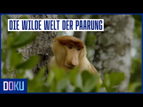 Die Geheimnisse der Fortpflanzung: Wie paaren sich Tiere? | Doku