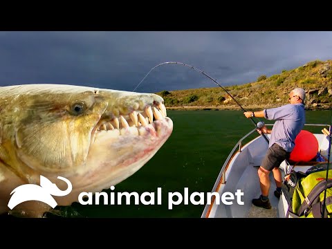 Jeremy Wade’s Deadliest River Predators | River Monsters | Animal Planet