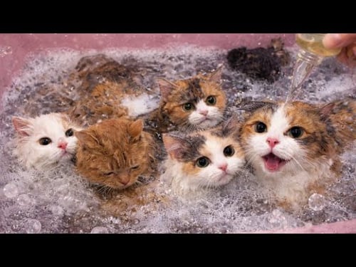 Tinny kittens take their first bath | kittens are not afraid of baths