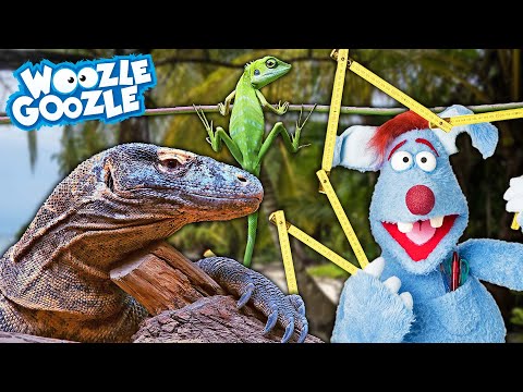 Wie groß werden Echsen? l WOOZLE GOOZLE