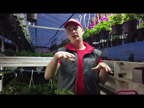 Заставляю Калибрахоа РАСТИ и ЦВЕСТИ.