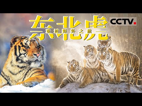 直击东北虎野化训练!个个膘肥体壮 雪地抢鸡凶猛无比 它们能顺利完成野化训练回归丛林吗?【CCTV纪录】