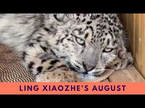 Ling Xiaozhe’s Early August Journey in the Snow Leopard Enclosure of Xining Wildlife Park
