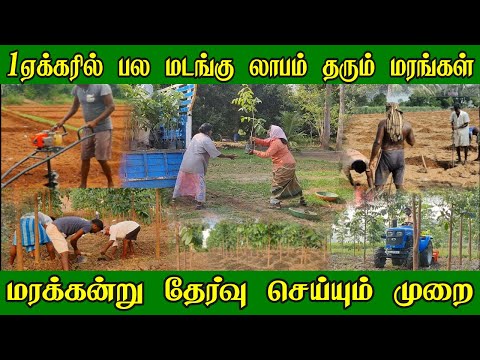 மரப்பயிர் செய்ய இத பாருங்க | பல மடங்கு லாபம் தரும் மரங்கள் | Teak wood Plantation & Maintenance