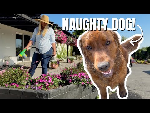 Fertilizing, Weeding & a VERY Naughty Dog!! 😡🫣😆