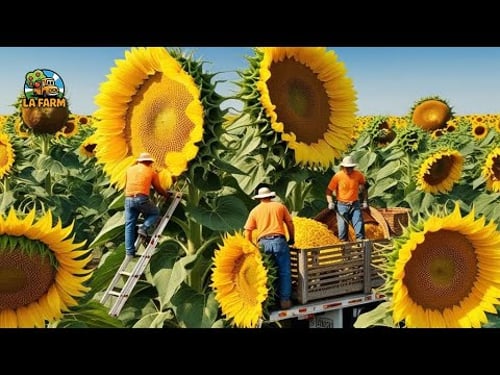 Sunflower Sensation: From Golden Fields To Oil Extraction!