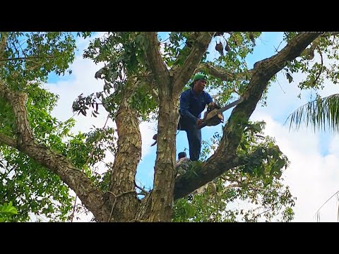 Sawing a super huge Crocodile Egg tree near my house | T684