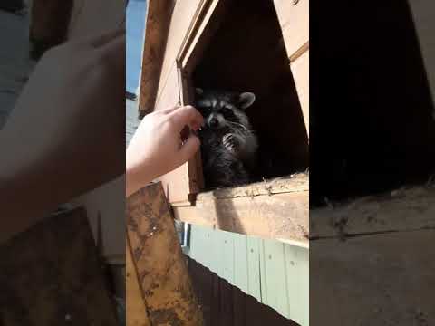 Енотики разнесли свои домики