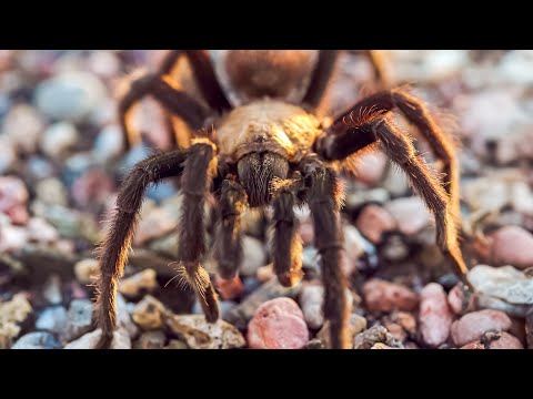 WORLD'S SCARIEST CREATURES | Using Hypnotherapy To Treat Phobias | 4K